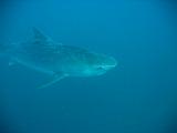 Sudafrica Sara - 20